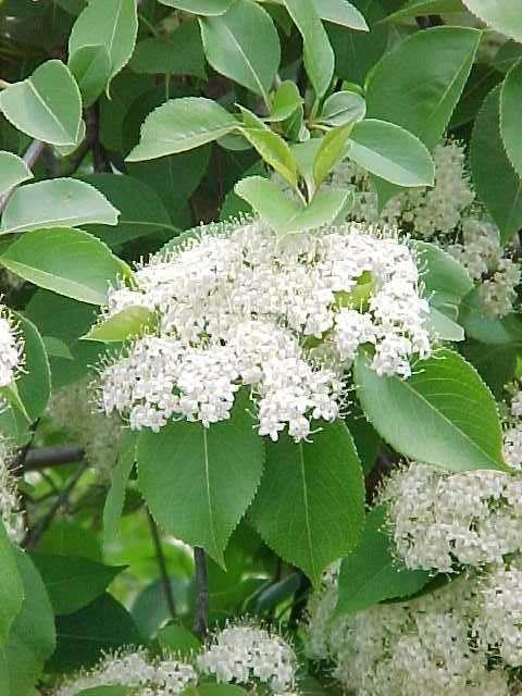 Viburnum Lentago - Kanādas irbene